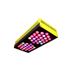 BloomBee240