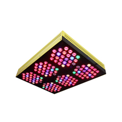 BloomBee1440